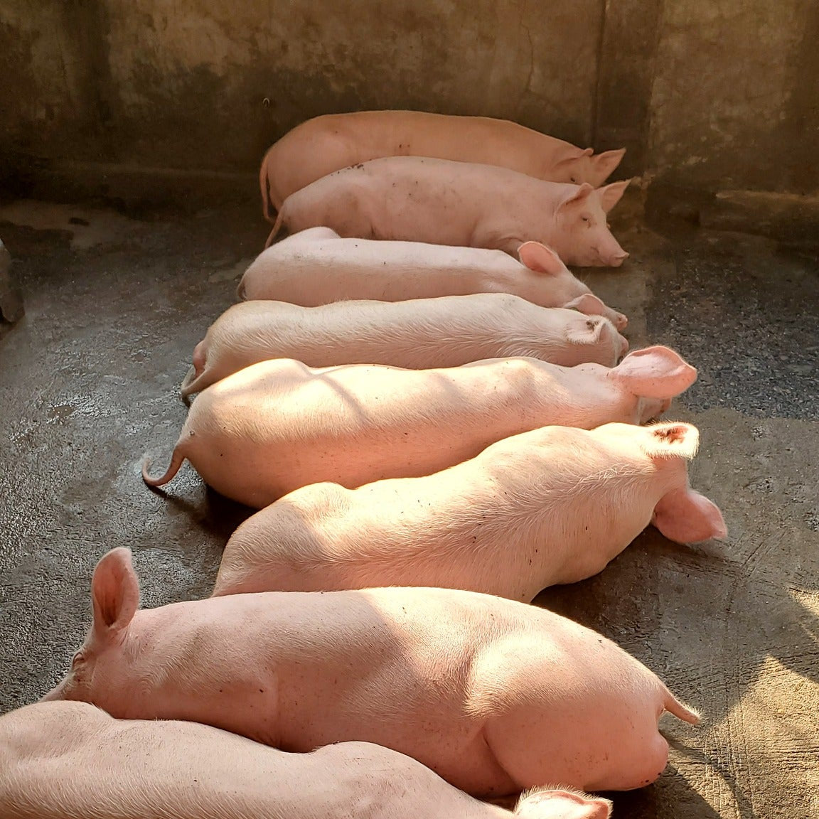 Bio Earn - Additif Alimentaire Premium 🐷